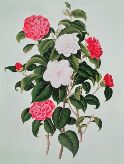 Camellia Japonica, from A Monograph on the Genus of the Camellia, 1819 by William Curtis